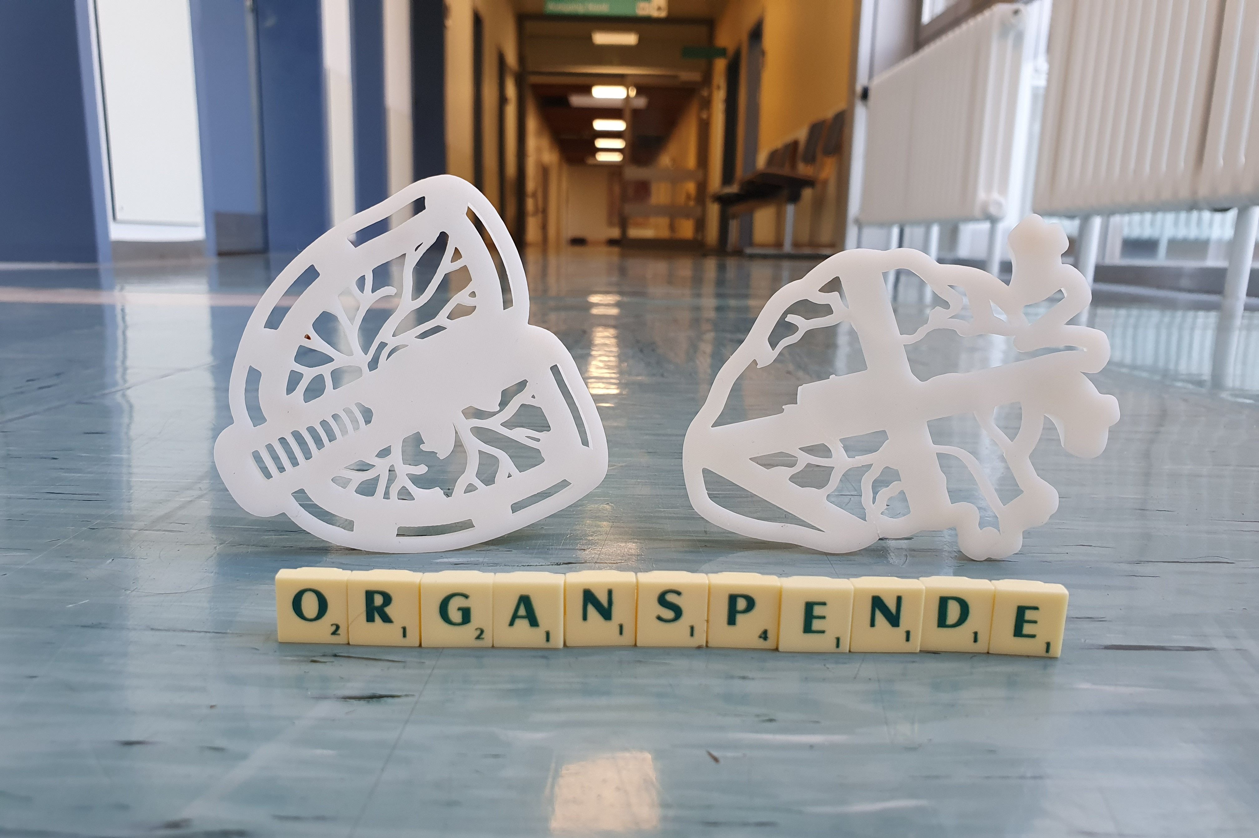 Ein Herz und eine Lunge als 3D-Drucke und davor steht das Wort Organspende