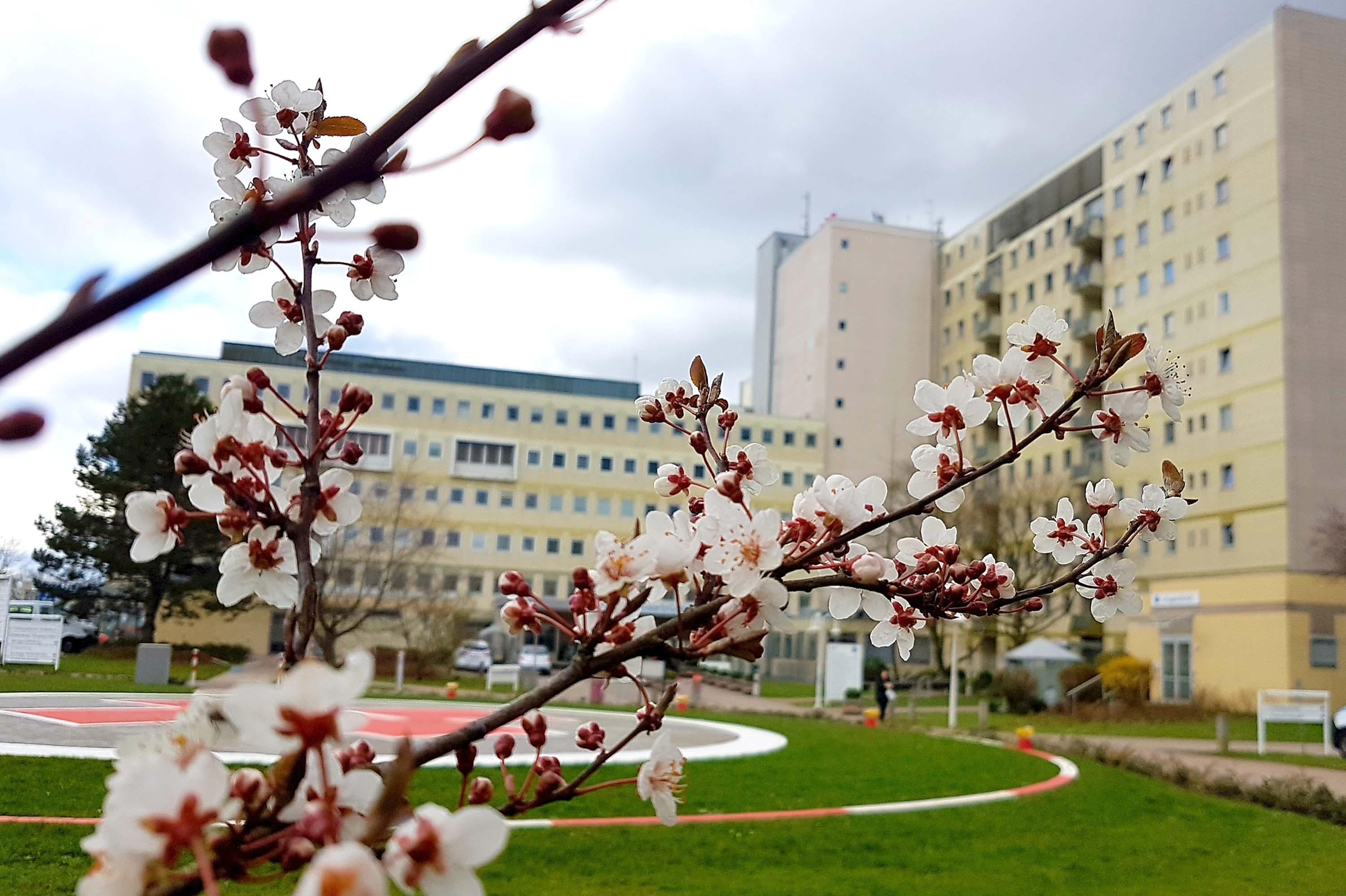 Klinikum Saarbrücken und Hubschrauberlandeplatz hinter einem Ast