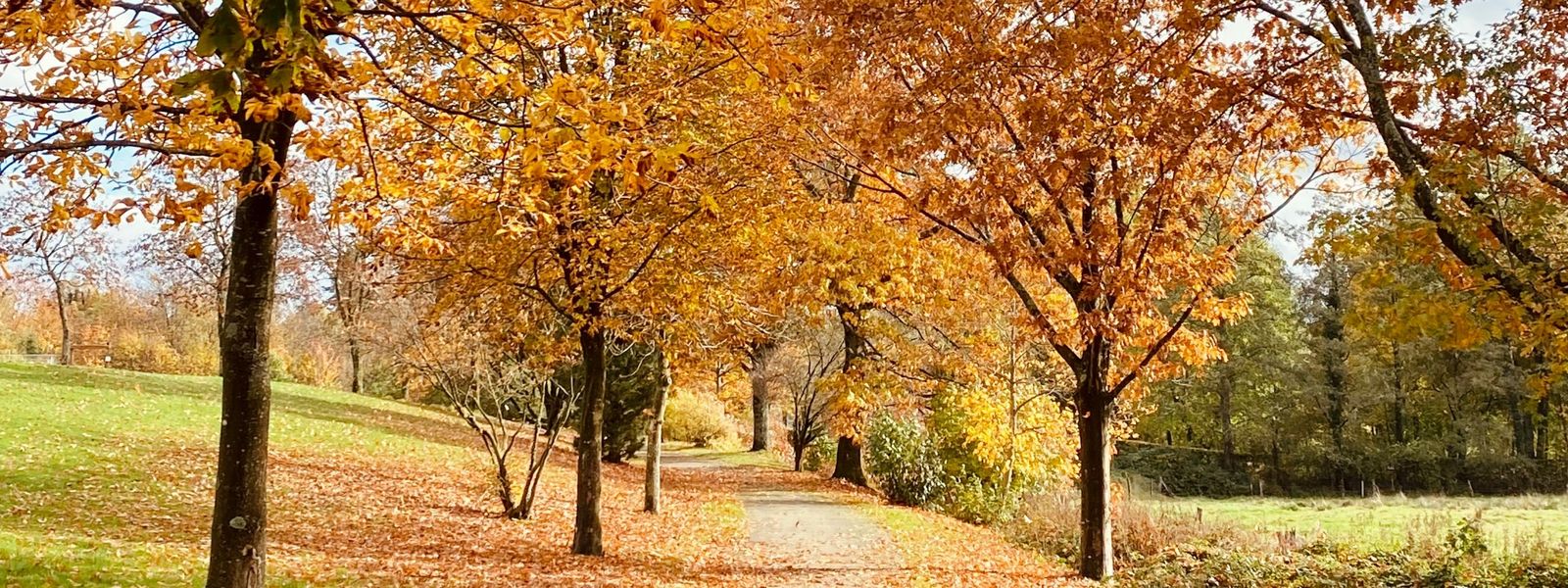 Bäume mit Herbstlaub im Sonnenschein Slider_Palliativ_Herbst.jpg