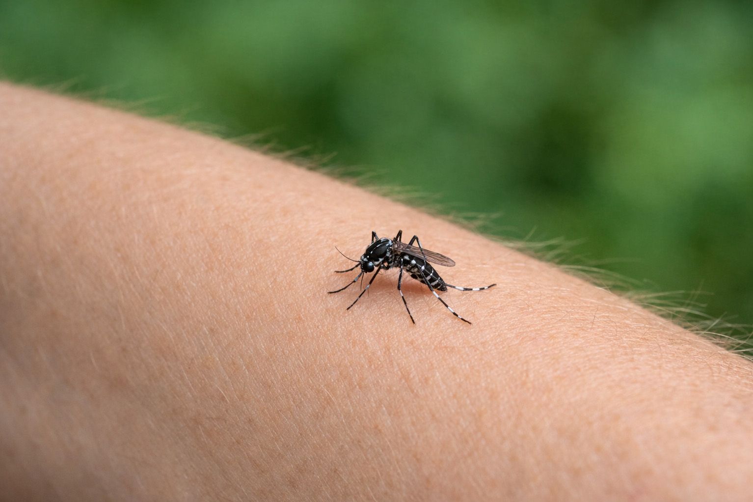 Ein Arm draußen im Grünen auf dem eine Tigermücke sitzt. Bild KI generiert