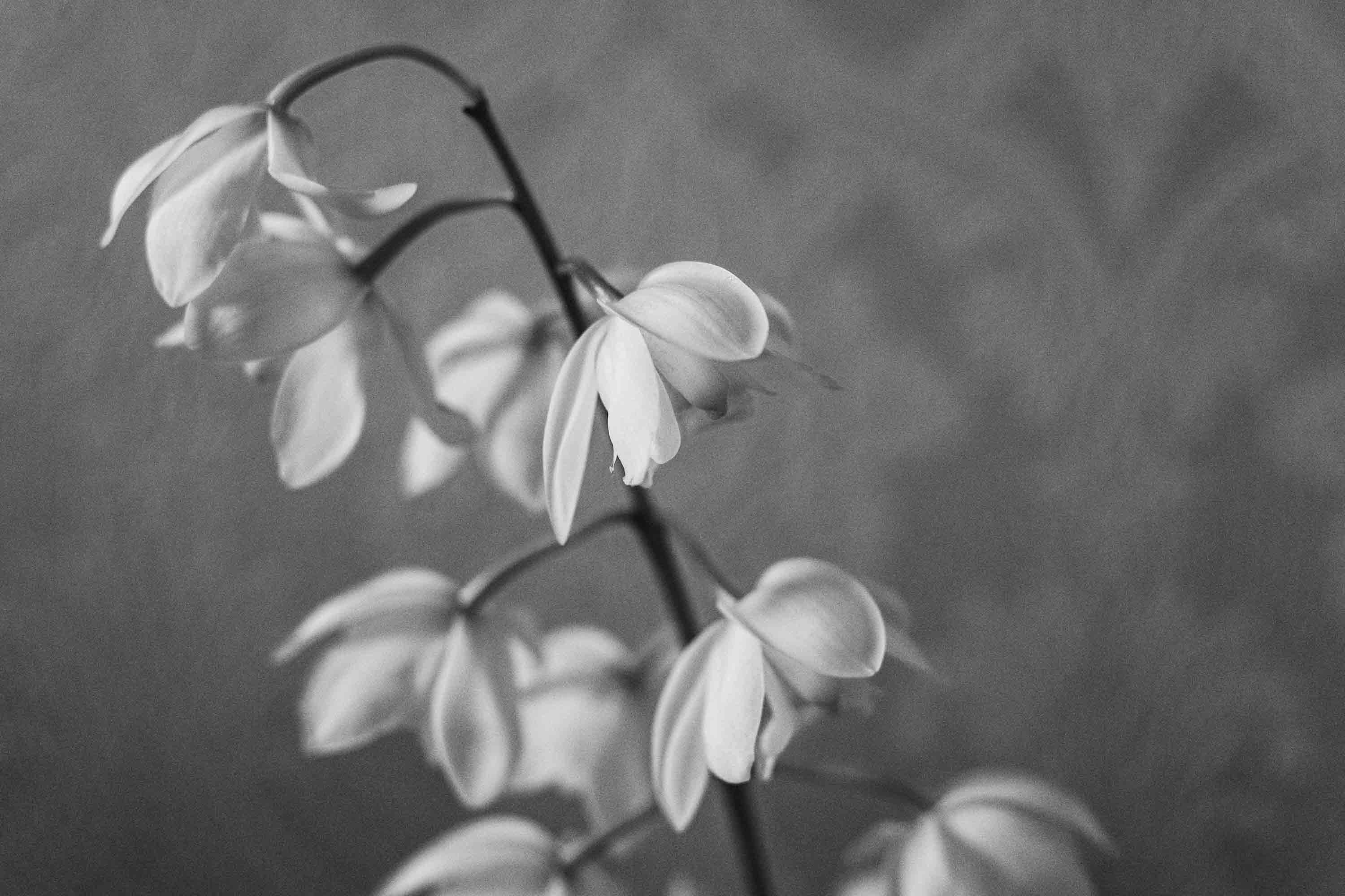 Blütenzweig in Schwarz-Weiß, Quelle: Unsplash von Claire Kelly